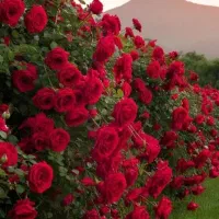 باغ-ایلخچی-دشت-یال
