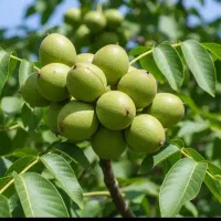 نهال گردو بادام سیب گیلاس انگورهلو ارش