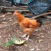 فروش مرغ و خروس