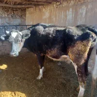 گاو نوبر شکم اول یک ماه نیم آبستنی دارد