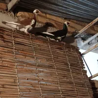 کفتر|پرنده|کلاله, |دیوار