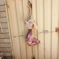 سلاخی و قصابی گوسفند و بز