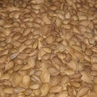 بادام تازه و شیرین
