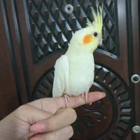 دو عدد جوجه عروس هلندی