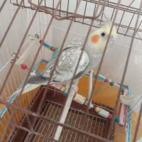 عروس هلندی