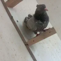 کلاغ