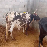 گاومحلی گوسال دار  مشتری واقعی تماس بگیرد