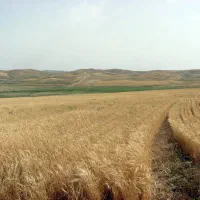 هشت هکتار زمین دیم در شش پیر منطقه سهلکی