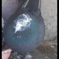 کفترسوقدیم
