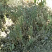 یونجه و خشه علوفه خوراک دام