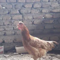 مرغ کاکلی تخم گذار