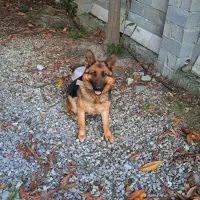 واگذاری سگ ژرمن