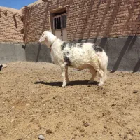 قوچ پلنگی لنگی سه قلو