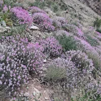کمپ و طبیعت گردی
