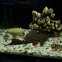 کت فیش ، پلکو ،لجنخوار بالای ۳۰ سانت