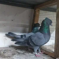 سبز کاکولی دهن جور سرور کاکولی