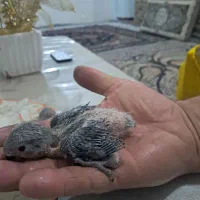طوطی برزیلی فروشی قیمت دونی یک میلیون تومان