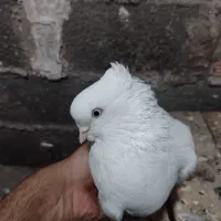 فروش یک کبوتر سفید