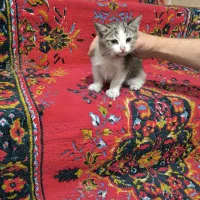 گربه خونگی 2 ماهه پسر