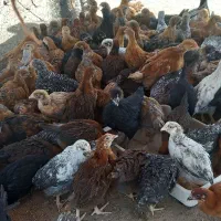 جوجه اصلاح نژاد مرغ و خروس نژاد محلی ۷۵روزه واقعی