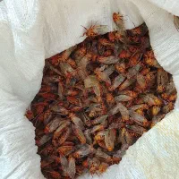 جیر جیرک تازه