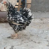 مرغ گلین خال سوزنی