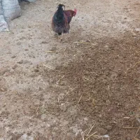 خروس