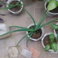 گلهای طبیعی سرحال