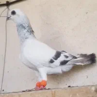 دوتا کبوتر باهم