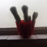 فروش گل کاکتوس