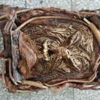 قاب عکس عقاب