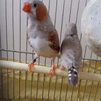 کفتر کربلایی وشهری فنچ کفترپلاکی