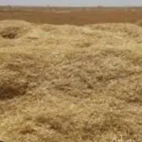 کاه درجه یک
