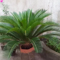 گل سیکاس