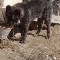 سگ قدرجونی خون پا‌ک