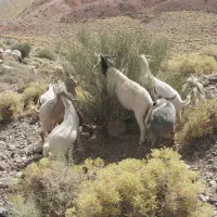 گوسفند فروشی