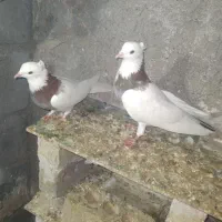 طوقی|پرنده|مشهد, شمس آباد|دیوار