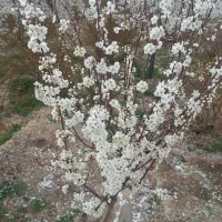 اصلاح وترکه زنی درخت زرشک با ۲۰ سال تجربه