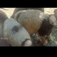بره