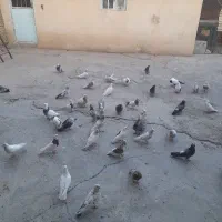 فروش کبوتر