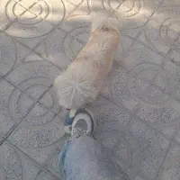 سگ پاپی شناسنامه دار