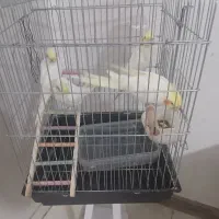 عروس هلندی مولد با جوجه