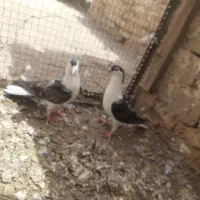 جوجه کفتر ساده