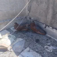 کبوتر