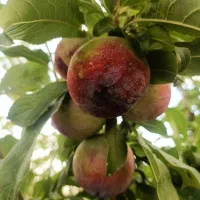 باغچه ۵۵۰ متری رباط کریم