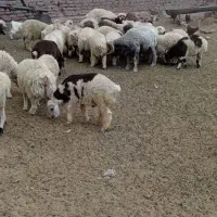 بره چاق  برای قربانی