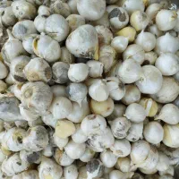 موسیر کوهی