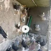 کفتر پرشی