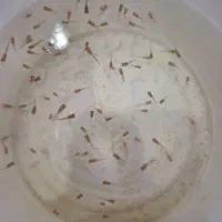 ماهی گوپی یک ماهه