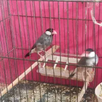 فنج نرگسی